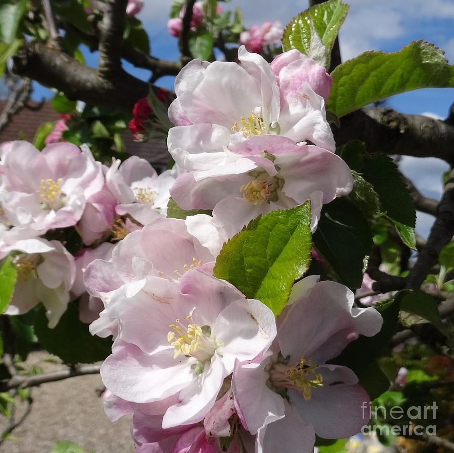 Apple Blossom Photograph by Karen Jane Jones