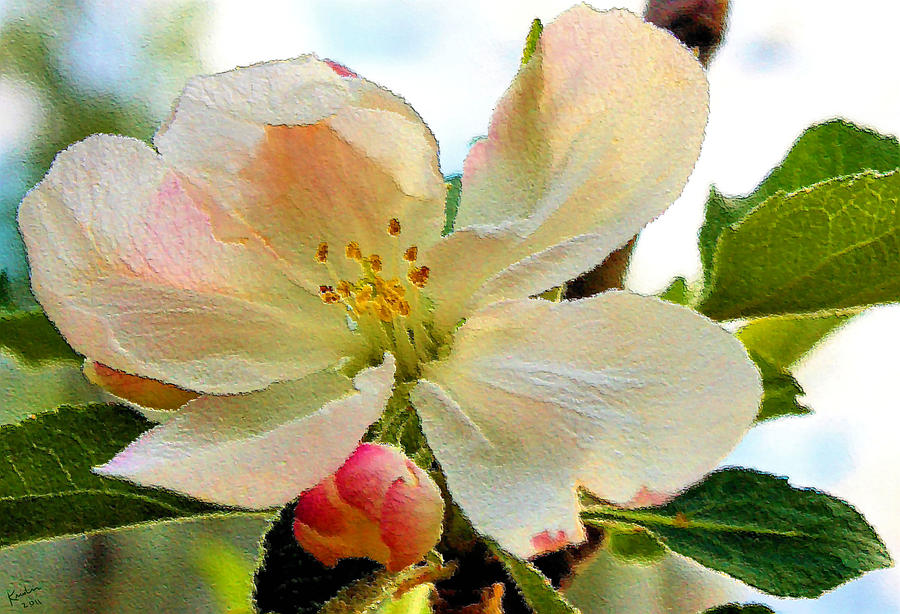 Apple Blossom Photograph by Kristin Elmquist