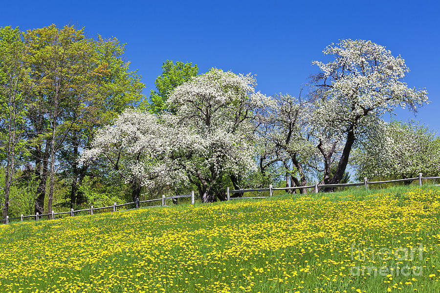 Apple Blossom Landscape Photograph by Alan L Graham