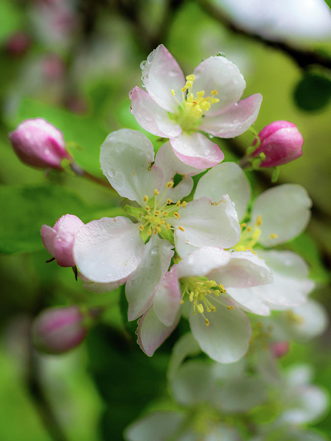 Apple Blossom Photograph by Michele James