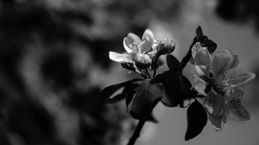 Apple Blossom - Monochrome Version Photograph by Andreas Levi