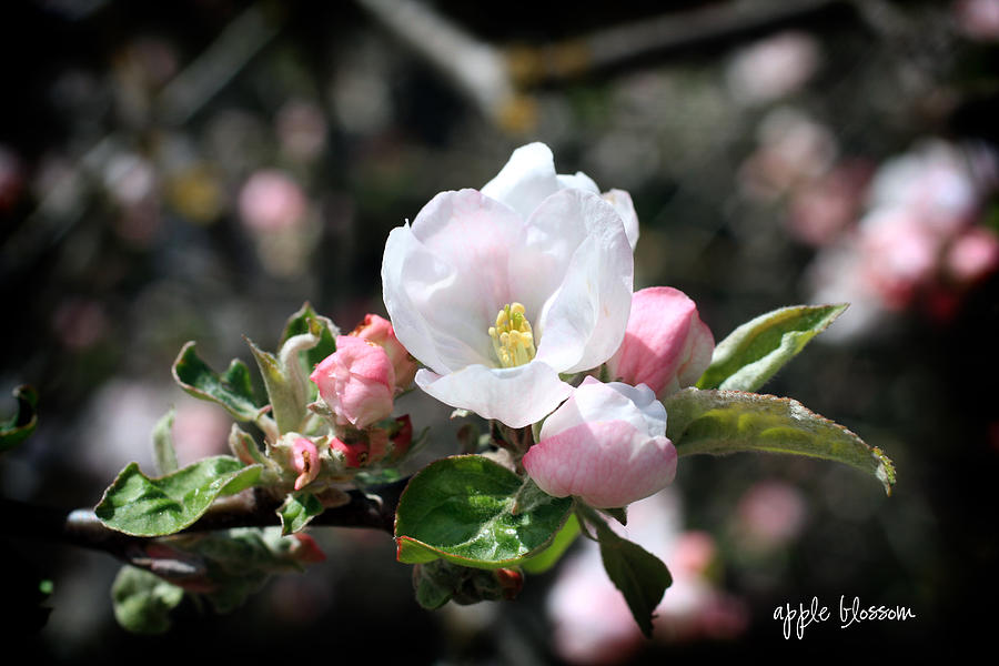 Apple Blossom Photograph by Nancy Ingersoll