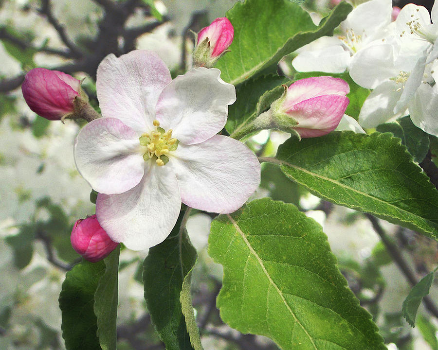 Apple Blossom of My Eye Photograph by Kathi Mirto