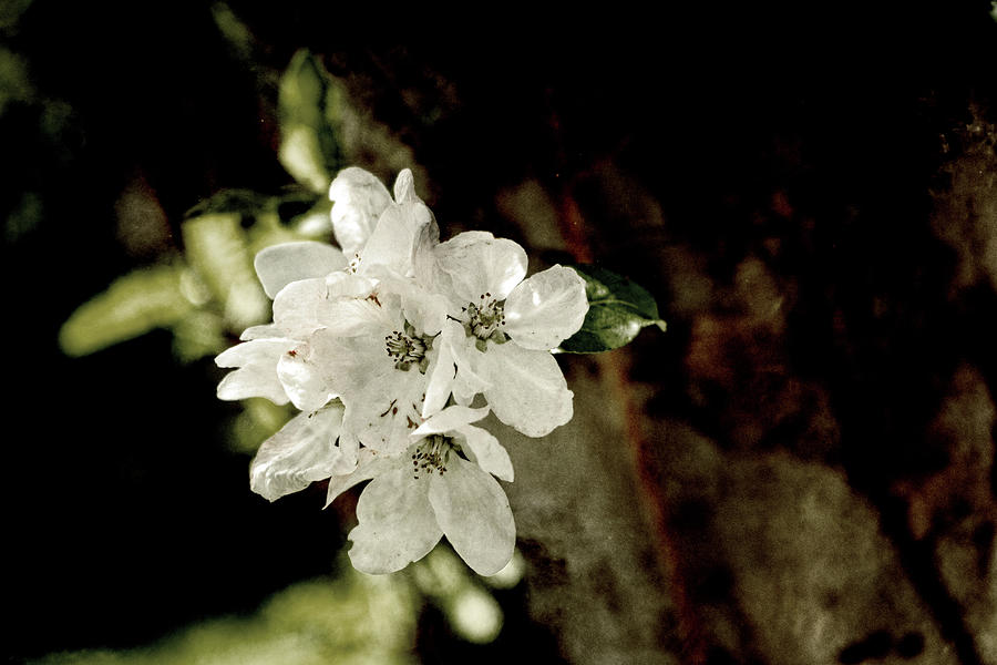 Apple Blossom Paper Photograph by Sharon Popek