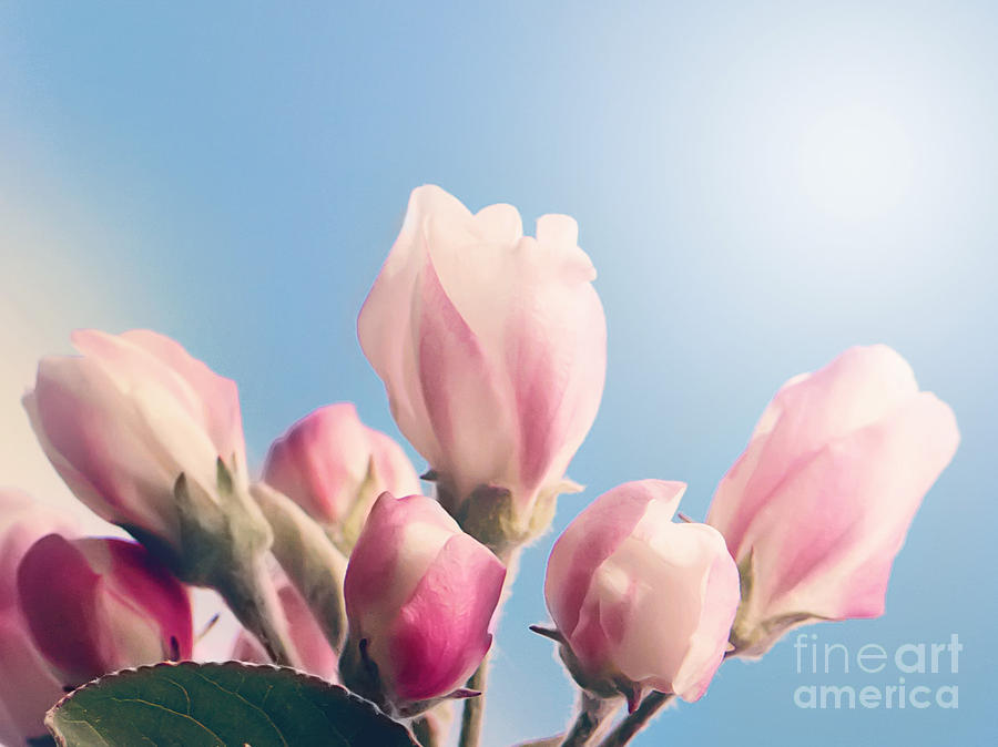 Apple Blossom Pastel Print Photograph by Gwen Gibson
