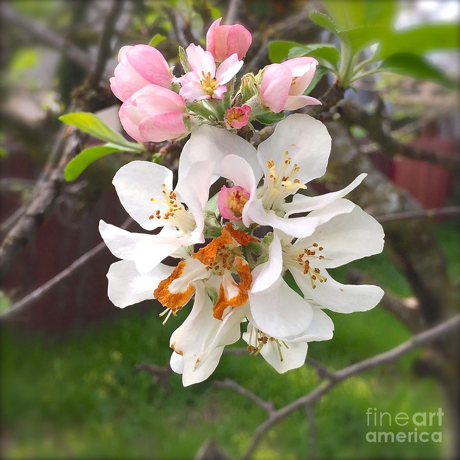 Apple blossom 3/25/16 a Photograph by Wonju Hulse