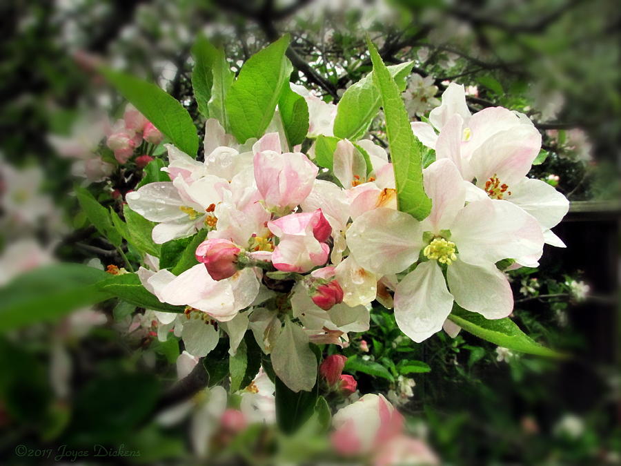 Apple Blossom Plethora Photograph by Joyce Dickens