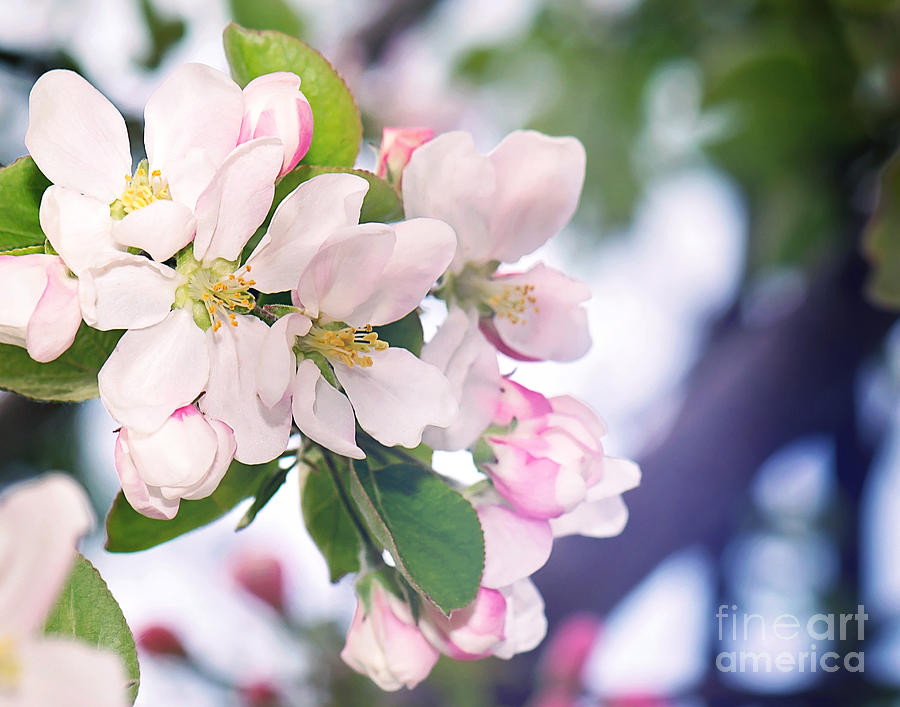 Apple Blossom Print Photograph by Gwen Gibson
