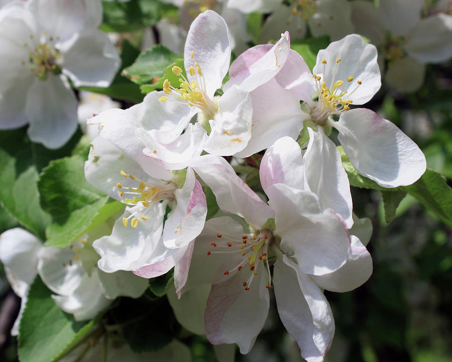 Apple Blossom Profusion Photograph by Liz Evensen