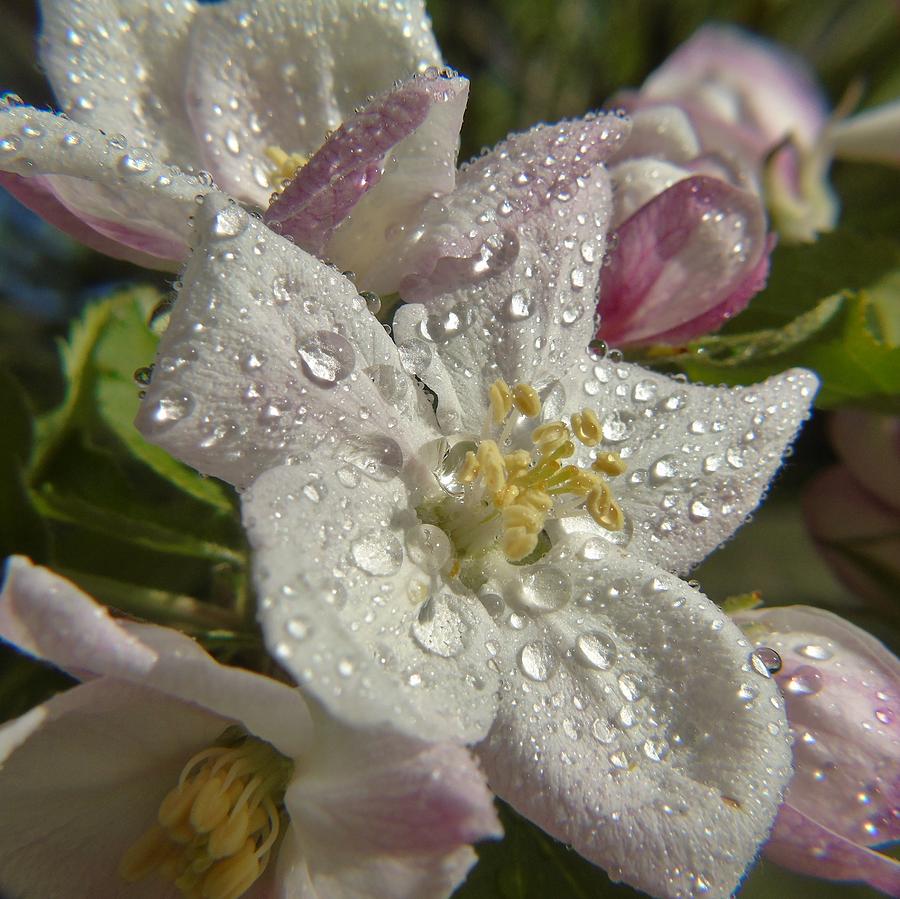 Apple Blossom Rain Photograph by Barbara St Jean