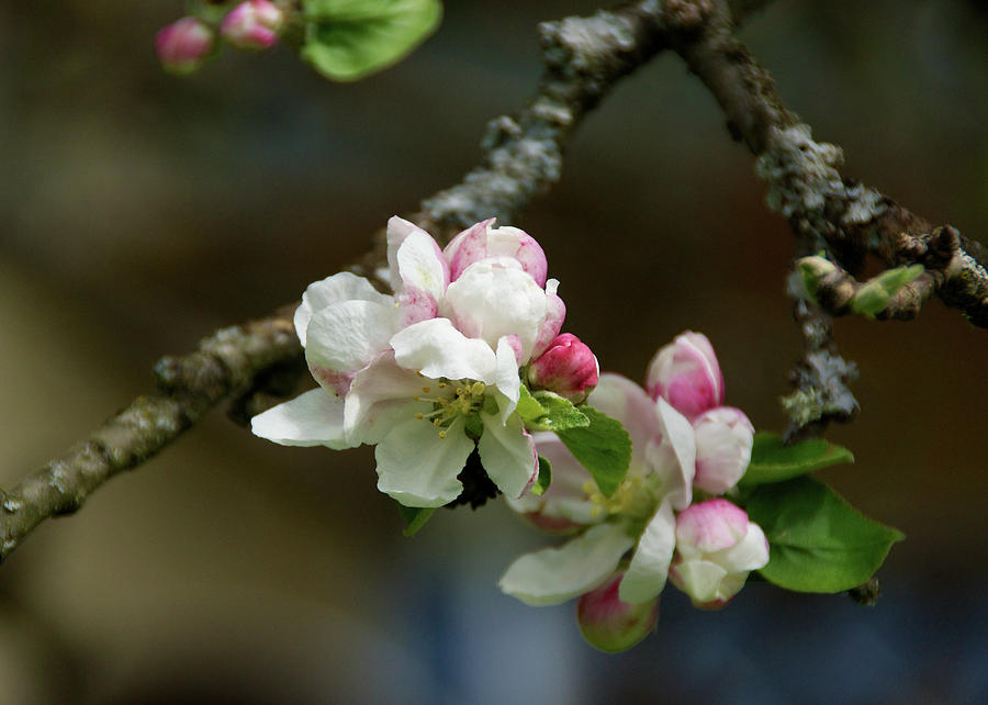 Apple Blossom Photograph by Rebekah Zivicki