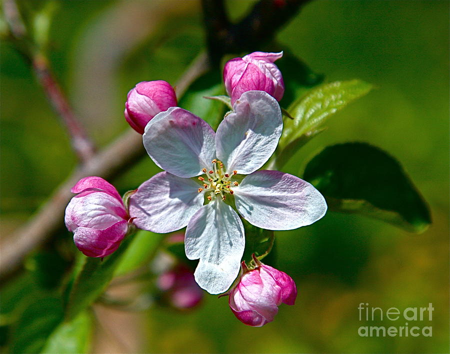 Apple Blossom Photograph by Robert Pearson