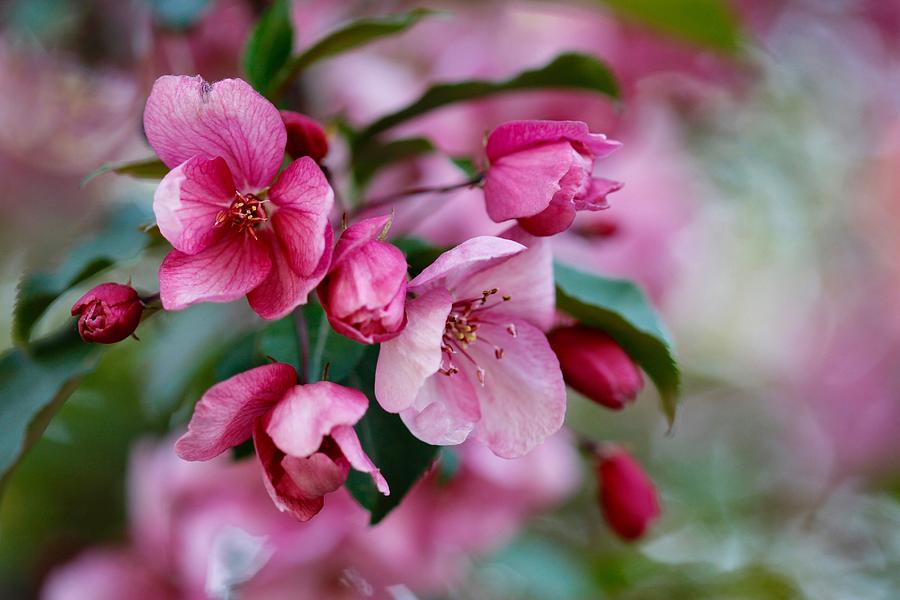 Apple Blossom Photograph by Shirley Kurian - Fine Art America