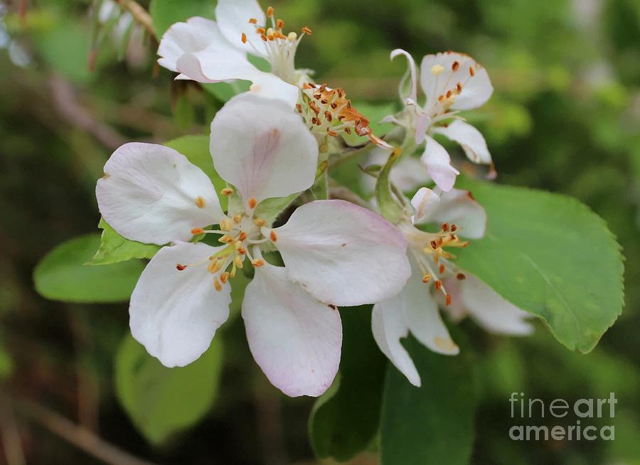 Apple Blossom Special Photograph by Barbara A Griffin