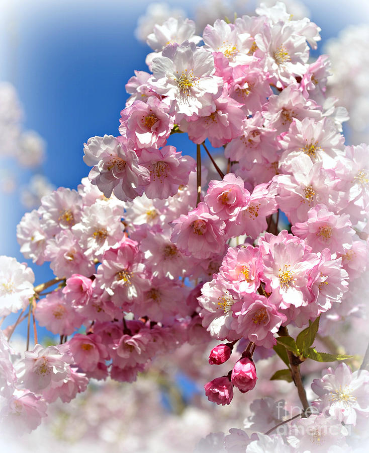 Apple Blossom Special Photograph by Miriam Danar
