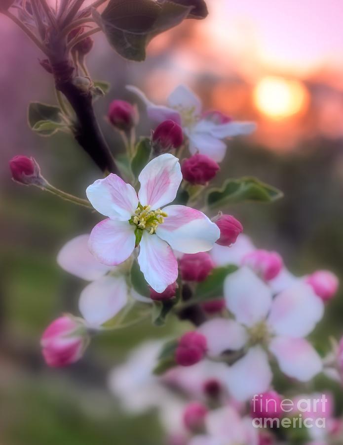Apple Blossom Sunrise Photograph by Henry Kowalski