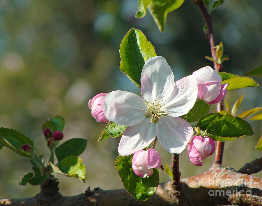 Apple Blossom Time Photograph