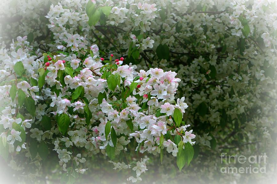Apple Blossom Time Photograph by Barbara S Nickerson