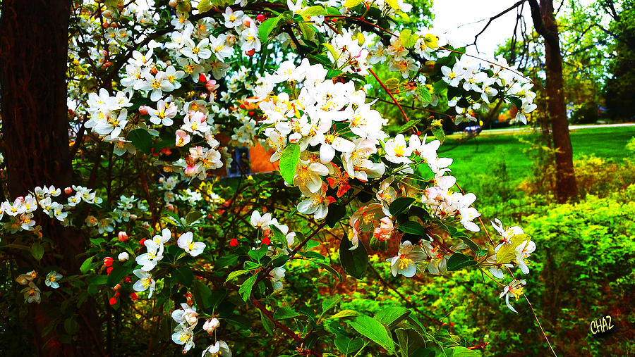 Apple Blossom Time Photograph by CHAZ Daugherty