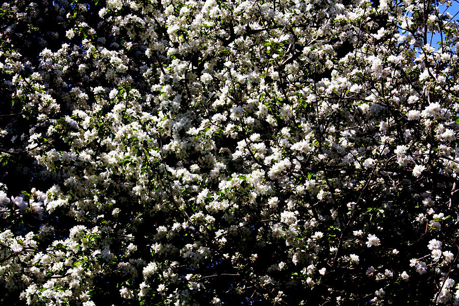 Apple Blossom time Photograph by David Matthews