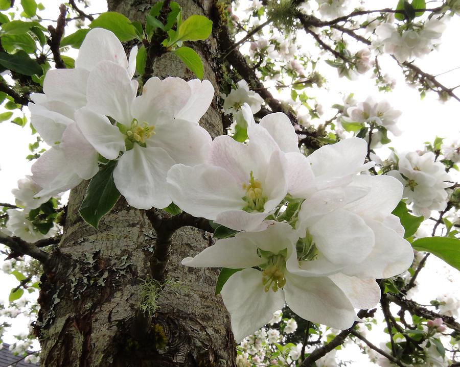 Apple Blossom Time Photograph by Iina Van Lawick