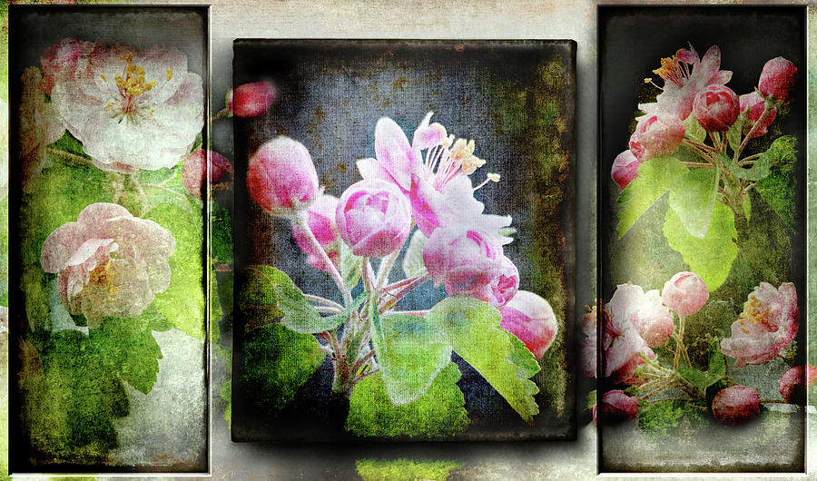 Apple Blossom Time Photograph
