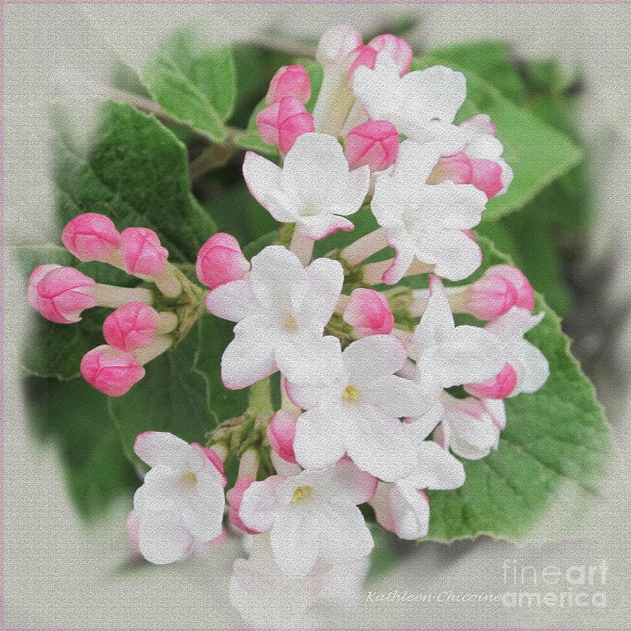 Apple Blossom Time Photograph by Kathie Chicoine
