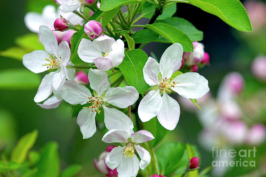 Apple Blossom Time Photograph by Sharon Talson