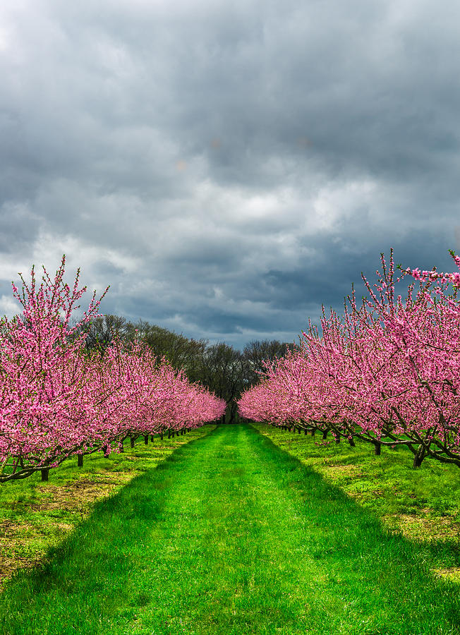 Apple Blossom Time - Vertical Photograph by Steven Maxx