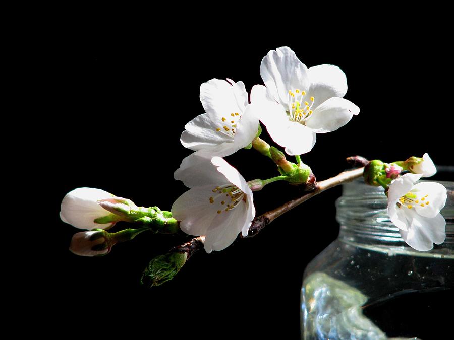 Apple Blossom White Photograph by Angela Davies