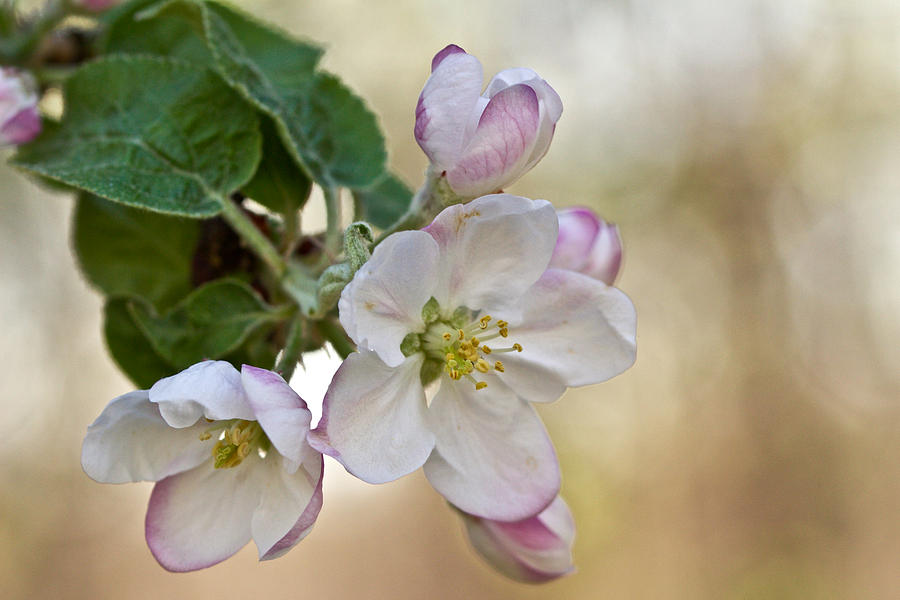 Apple Blossom White Photograph by Carol Senske