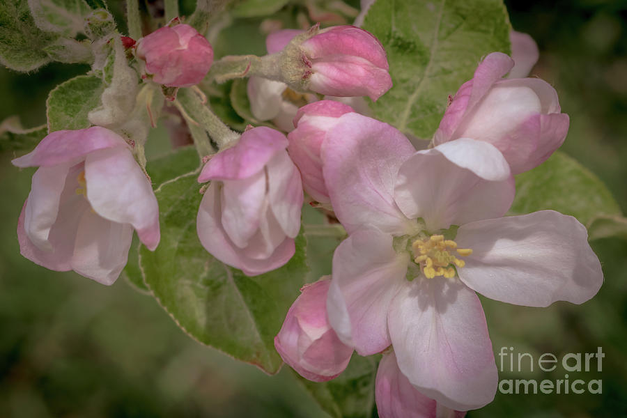 Apple blossoms 1 Photograph by Claudia M Photography