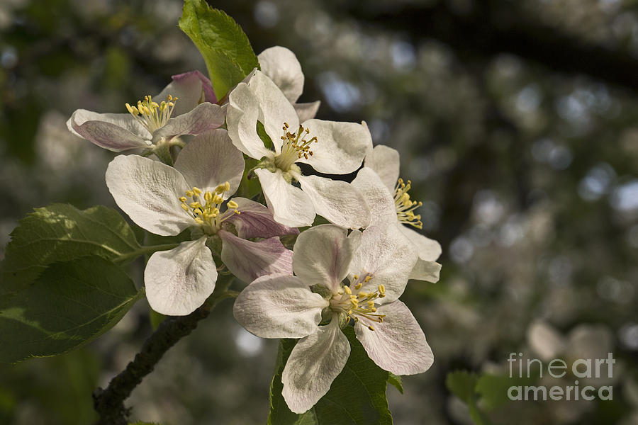 Apple Blossoms 1 Photograph by Inge Riis McDonald
