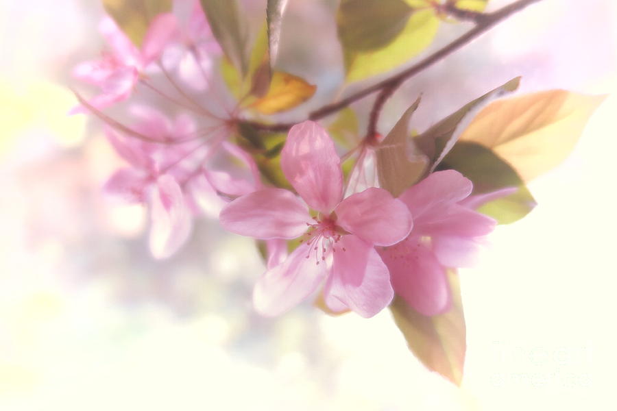 Apple Blossoms 1 Photograph by Tara Shalton