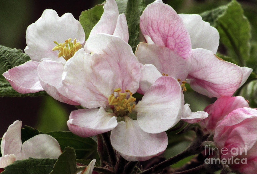 Apple blossoms 10 Photograph by Kim Tran