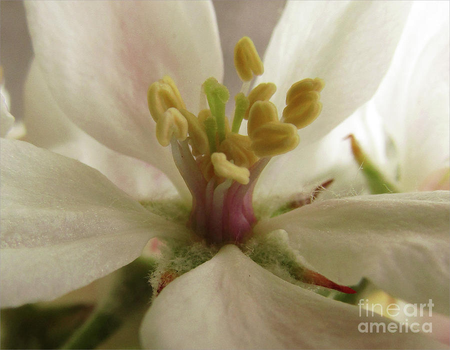 Apple Blossoms 11 Photograph by Kim Tran
