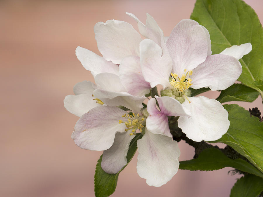Apple Blossoms 2 Photograph by Inge Riis McDonald