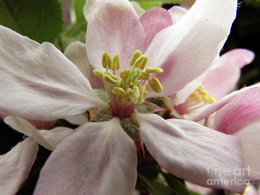 Apple Blossoms 2 Photograph by Kim Tran