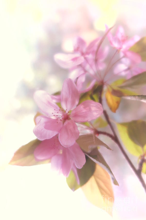 Apple Blossoms 2 Photograph by Tara Shalton