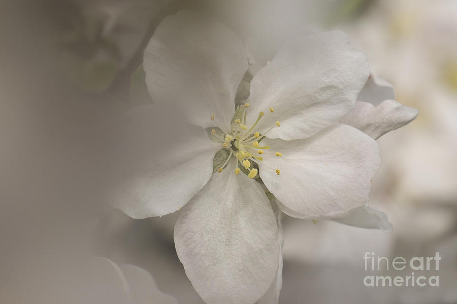 Apple Blossoms 4 Photograph by Inge Riis McDonald