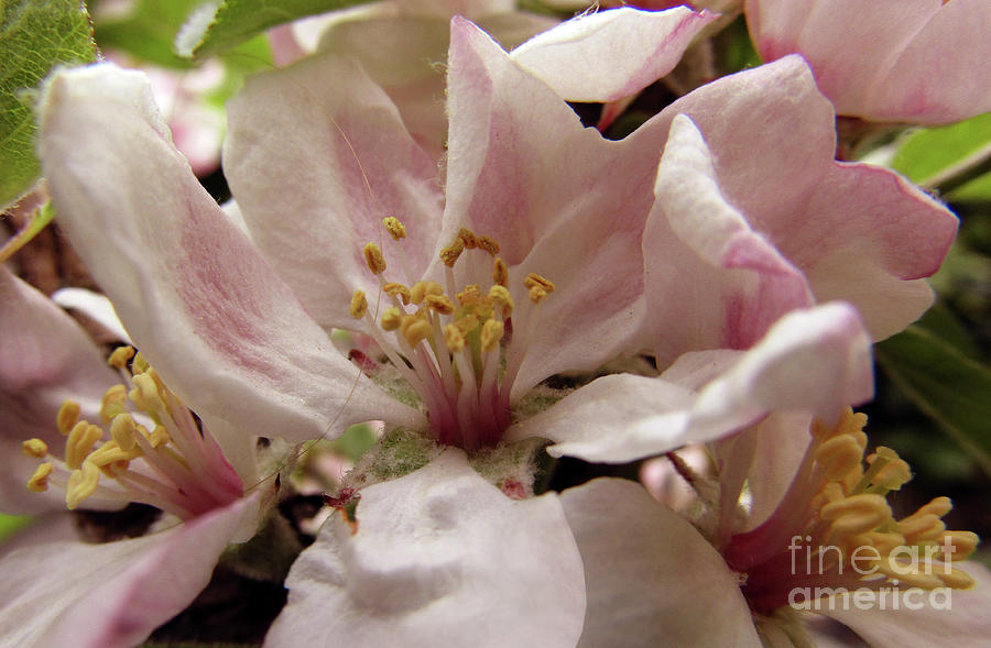 Apple Blossoms 7 Photograph by Kim Tran
