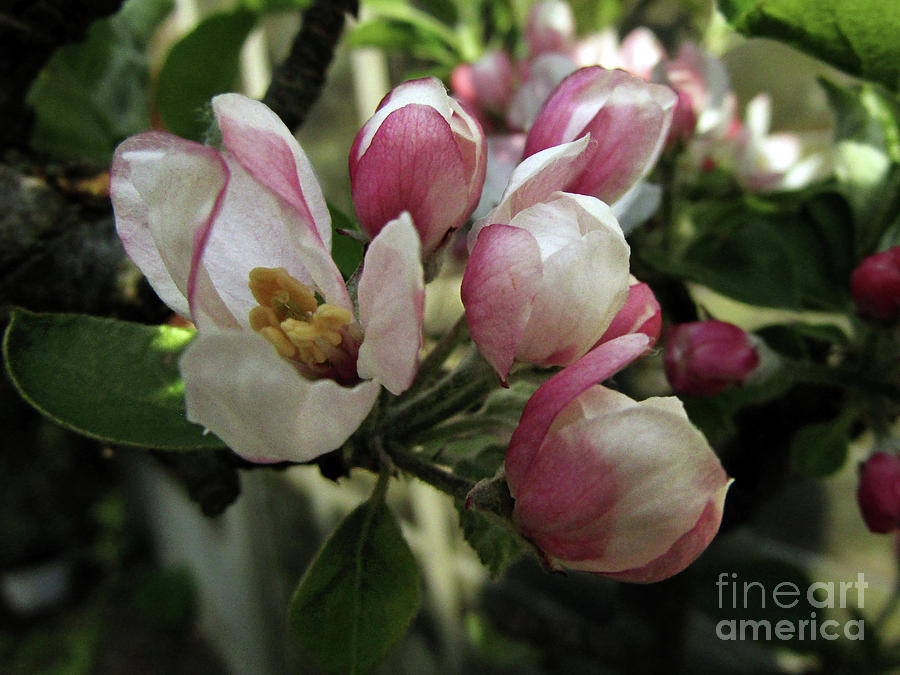  Apple Blossoms 8 Photograph by Kim Tran