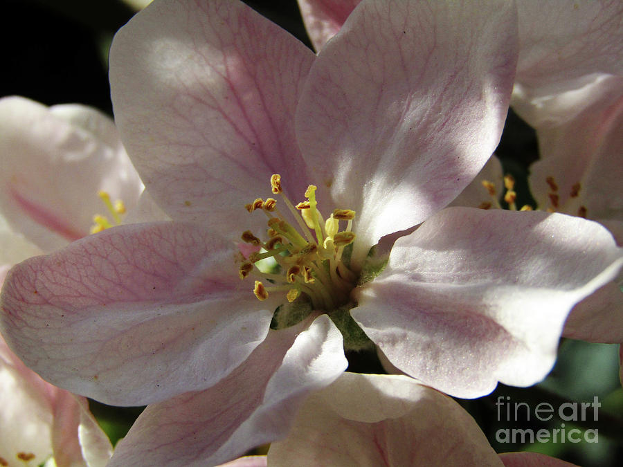 Apple Blossoms 9 Photograph by Kim Tran