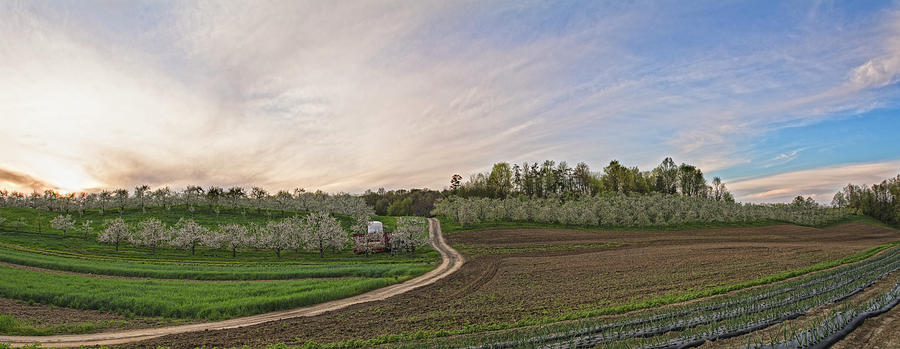 Apple Blossoms And Garlic Rows Photograph by Angelo Marcialis