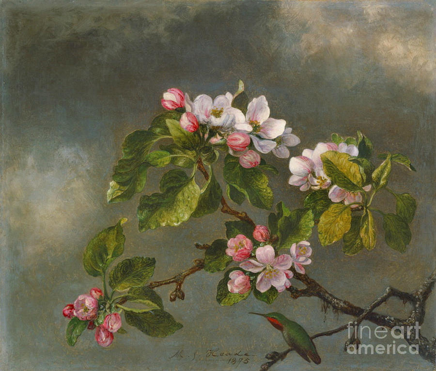Apple Blossoms and Hummingbird 1875 Photograph by Padre Art