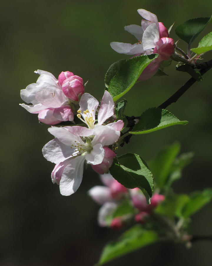 Apple Blossoms Photograph by Ann Bridges