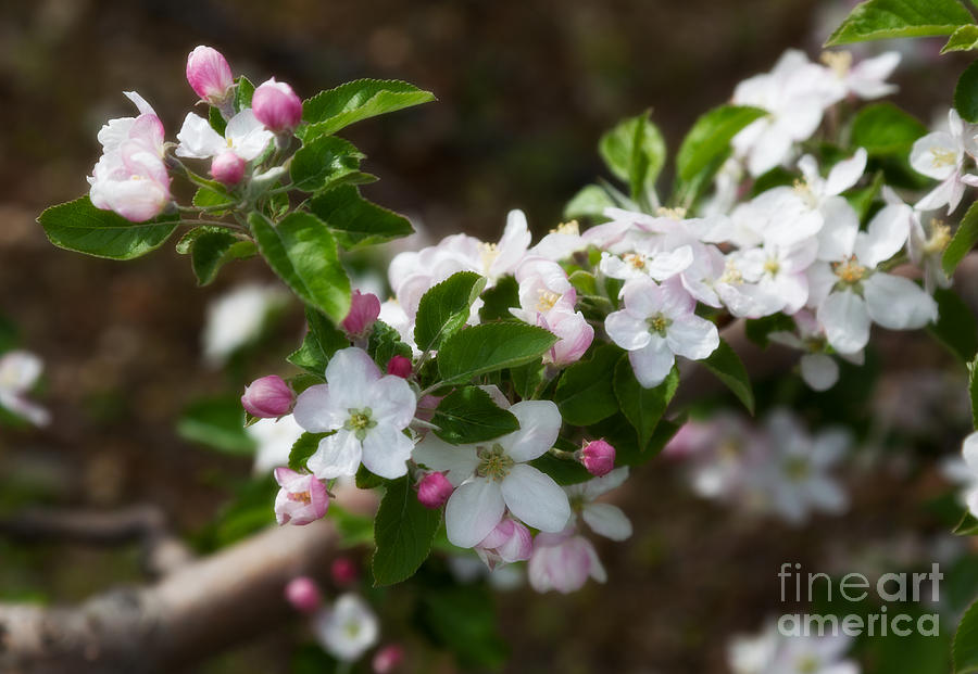 Apple Blossoms Photograph by Ann Jacobson