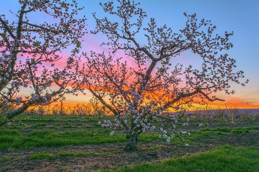 Apple Blossoms At Dawn 3 Photograph by Angelo Marcialis