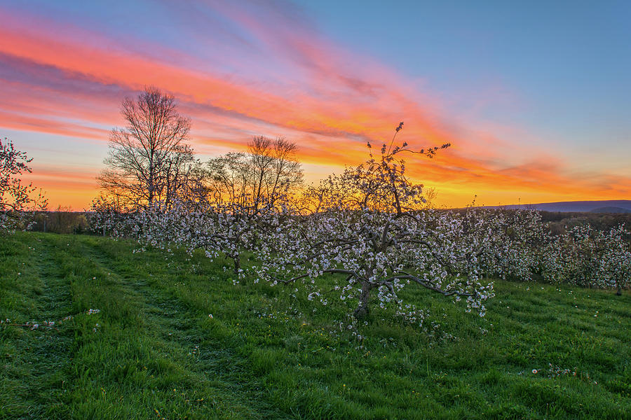 Apple Blossoms At Dawn I Photograph by Angelo Marcialis