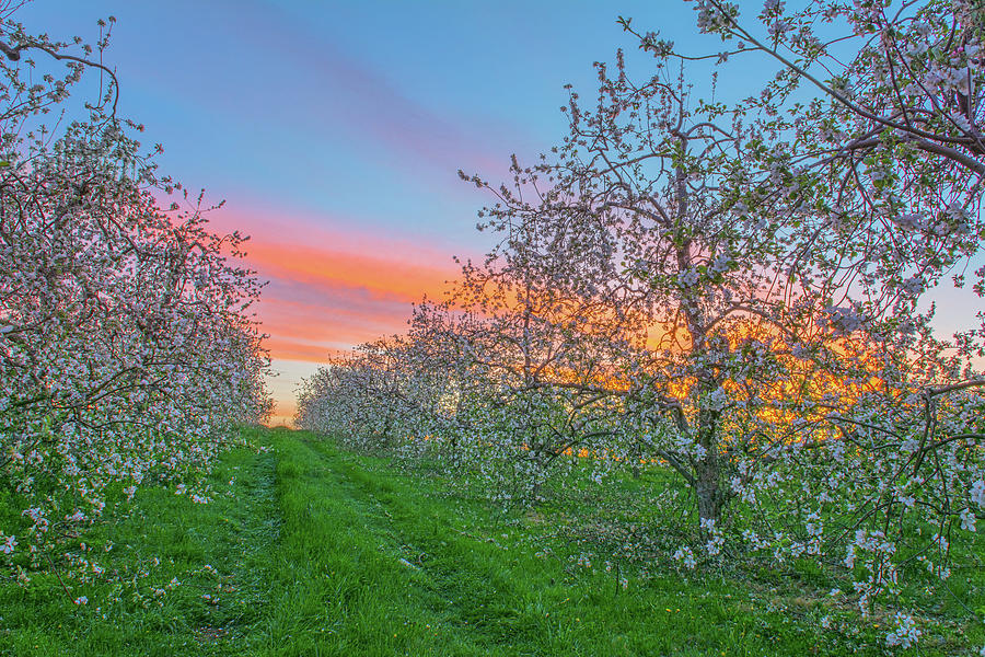 Apple Blossoms At Dawn II Photograph by Angelo Marcialis